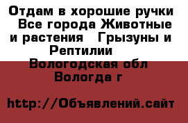 Отдам в хорошие ручки - Все города Животные и растения » Грызуны и Рептилии   . Вологодская обл.,Вологда г.